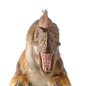 Dromaeosaurus, fuzzy raptor