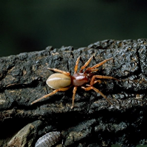 Dysdera crocata, woodlouse spider