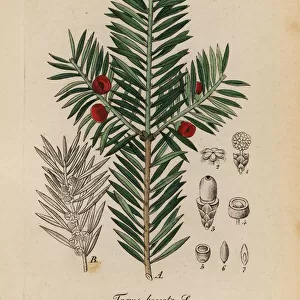 English yew tree, Taxus baccata