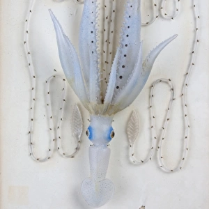 Enoploteuthis veranii, squid