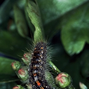 Euproctis chrysorrhoea, brown-tail moth caterpillar