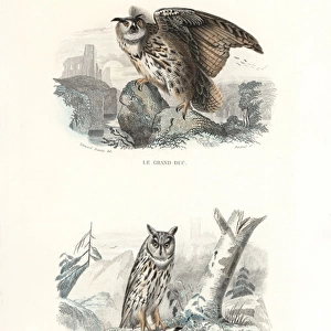 Eurasian eagle-owl and long-eared owl