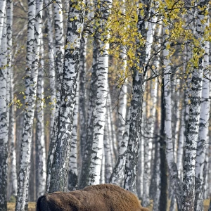 European Bison - adult male - birch forest