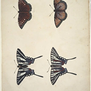 Eurytides marcellus, zebra swallowtail (bottom)