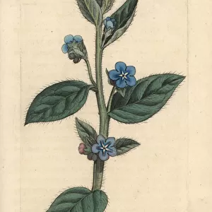 Evergreen bugloss, Pentaglottis sempervirens