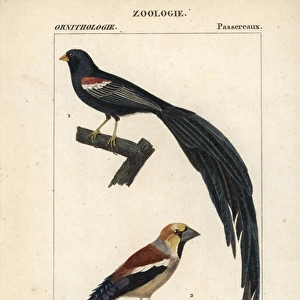 Fan-tailed widowbird, Euplectes axillaris