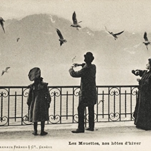 Feeding the seagulls - Lake Geneva, Switzerland
