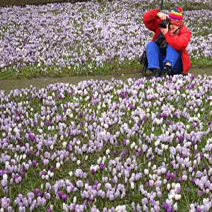 A female photographer among crocuses in Soapery Gardens