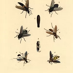 Flies, wasps and dauber