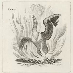 Folklore / Birds / Phoenix