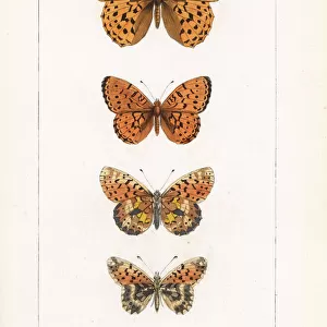 Fritillary butterfly varieties
