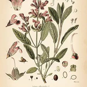 Garden sage, Salvia officinalis