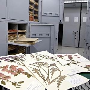 General Herbarium, Darwin Centre