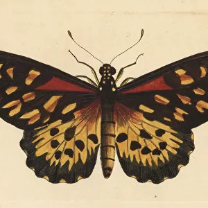 Giant African swallowtail, Papilio antimachus