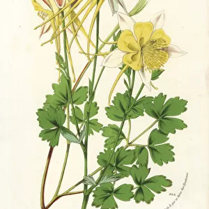 Golden columbine, Aquilegia chrysantha