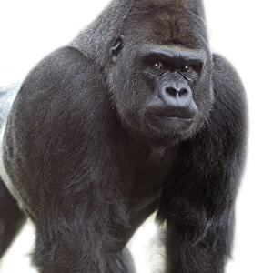 Gorilla gorilla, gorilla
