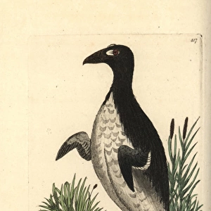Great auk, Pinguinus impennis Extinct