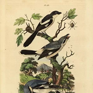 Great grey shrike, grey-backed fiscal and fiscal shrike