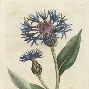 Greater blue bottle or perennial cornflower