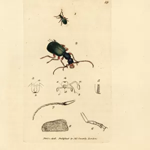 Ground beetle, Drypta dentata