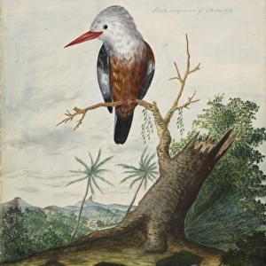 Halcyon leucocephala, grey-headed kingfisher