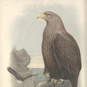 Haliaeetus albicilla, white-tailed sea eagle