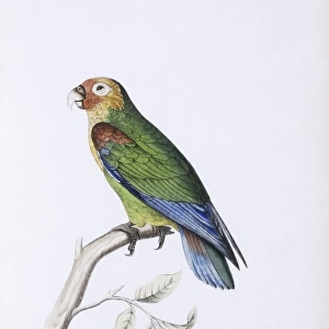 Hapalopsittaca amazonina, rusty-faced parrot
