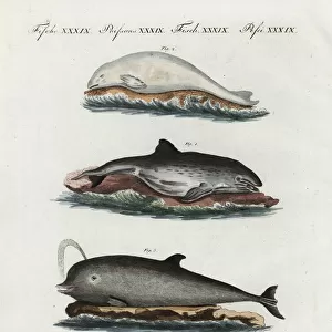 Harbour porpoise, beluga and northern bottlenose whale