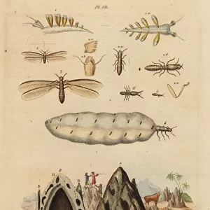 Harvester termite and mound, and sea slug