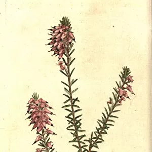 Herbaceous heath, Erica herbacea