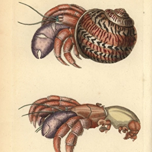 Hermit crab, Petrochirus diogenes