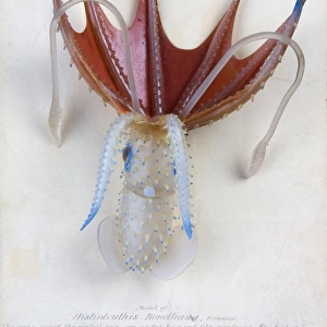 Histioteuthis bonelliana, squid