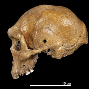 Homo heildelbergensis, Broken Hill Man