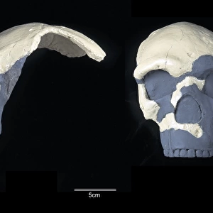 Homo sapiens cranium (Florisbad 1)