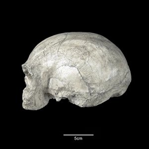 Homo sapiens cranium (Singa 1)