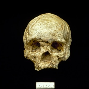 Homo sapiens (Wadjak 1) cranium