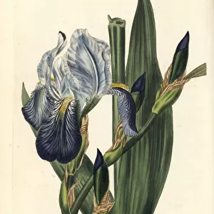 Hornemans iris, Iris germanica