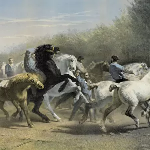 The horse fair. From the celebrated painting by Rosa Bonheur