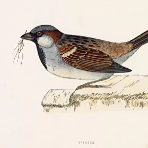 HOUSE SPARROW (Passer domesticus) Date: 1851