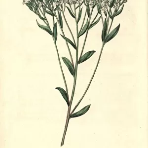 Hyssop-leaved stevia, Stevia eupatoria