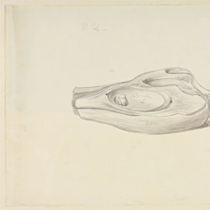 Ichthyosaurus. Illustration taken from the Richard Owen coll
