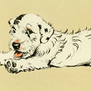 Illustration by Cecil Aldin, puppy lying down
