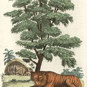 Indian tiger underneath a tamarind tree