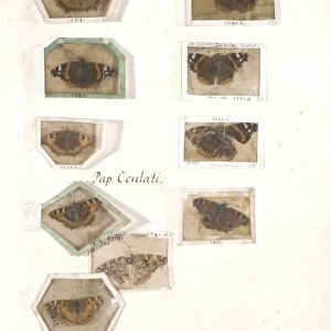 Insect collection by James Petiver (1663-1)