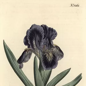 Iris x binata