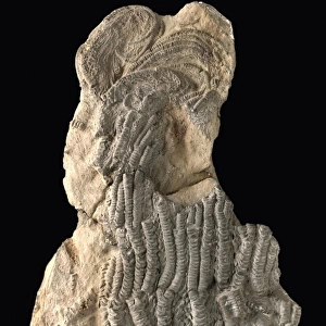 Isocrinus robustus, a fossil crinoid