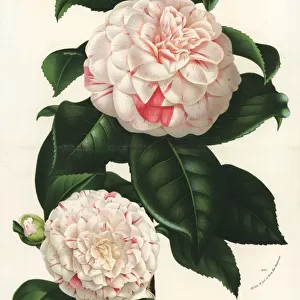 Japanese camellia cultivar, Camellia japonica
