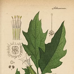 Jimsonweed or Devils snare, Datura stramonium
