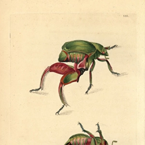 Kangaroo or frog beetle, Sagra papuana