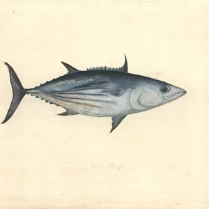 Katsuwomus pelamis, skipjack tuna